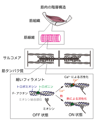 筋肉の階層構造と細いフィラメントの活性化