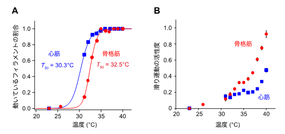 低Ca2+濃度における温度と動いている細いフィラメントの割合との関係