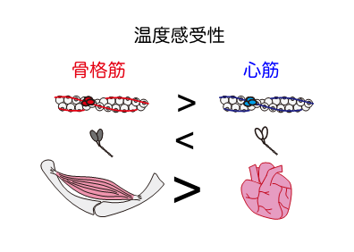 骨格筋全体の筋収縮システムの温度感受性は心筋のそれよりも高い