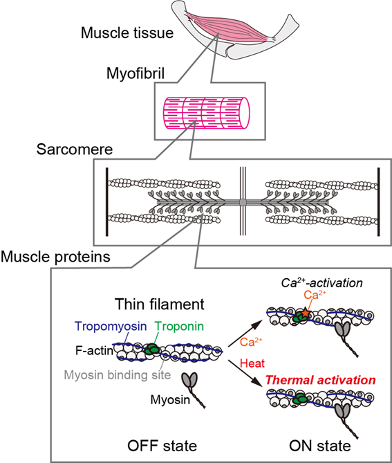 Hierarchical structure of muscle and activation of thin filaments.