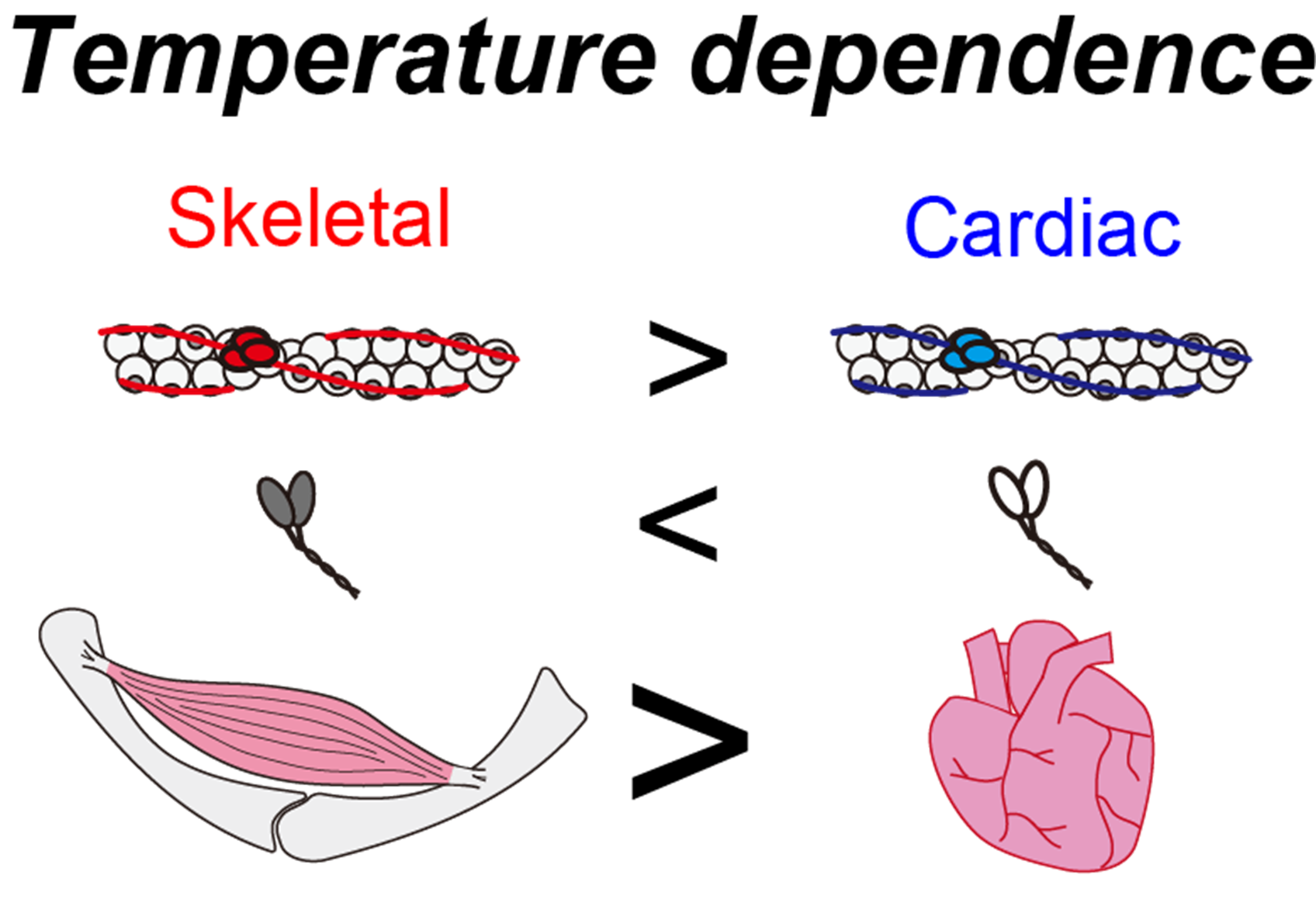Contractile proteins of skeletal and cardiac muscle have different temperature dependence.