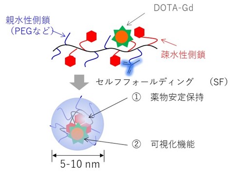 単一高分子の「自己折りたたみ」に基づく新規MRI造影剤を開発〜がんの高精度MRI診断と中性子捕捉がん治療を同時に実施可能な基盤技術として期待～
