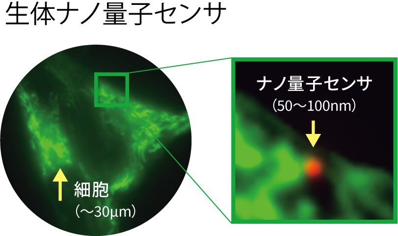 生体ナノ量子センサ