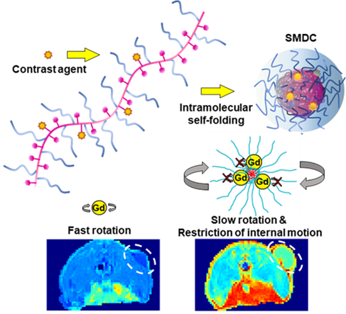 Image: Self-foldToing mechanism leads to enhanced contrast in MRI scans