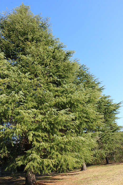 大きなヒマラヤ杉