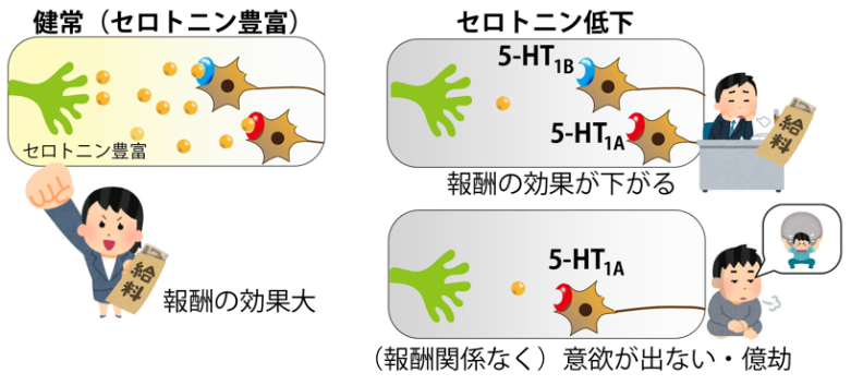 セロトニン低下による意欲低下の2要因と受容体の関係図