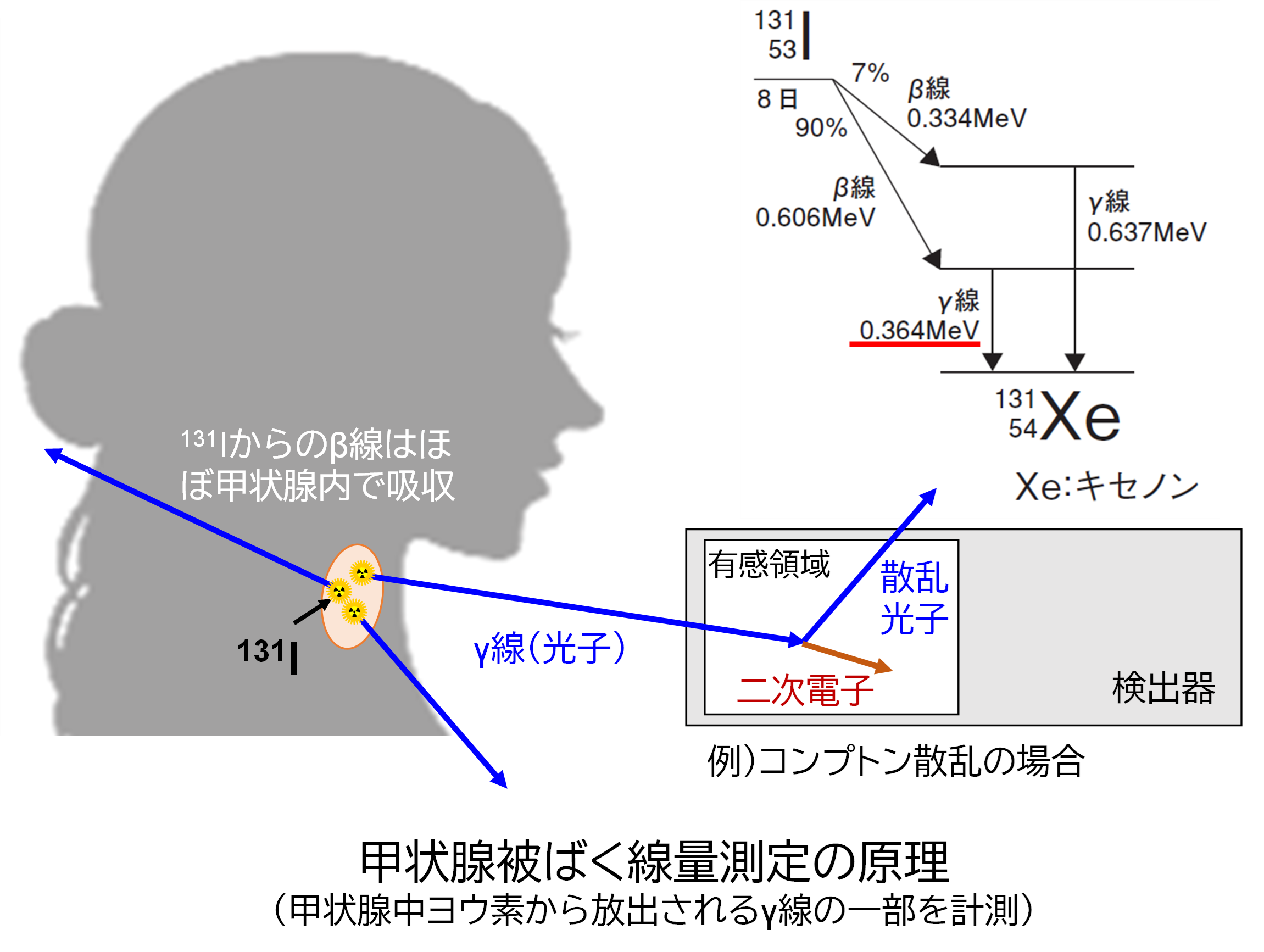 甲状腺被ばく線量測定の原理