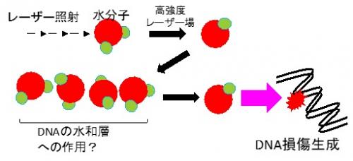 レーザーによるDNA損傷生成機構解析