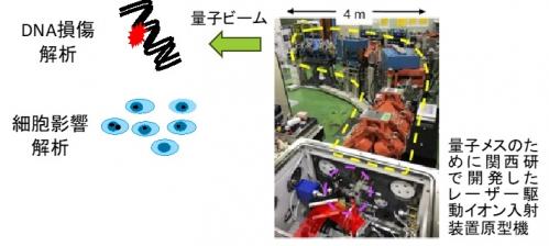 レーザー駆動量子ビームによるDNA損傷生成及び生物影響解析