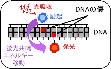 蛍光共鳴エネルギー移動によるDNA損傷の局在性の測定
