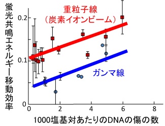 蛍光共鳴エネルギー移動によるDNA損傷の局在性の測定