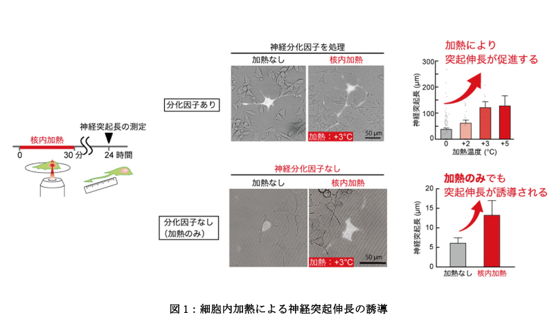 細胞内加熱の図