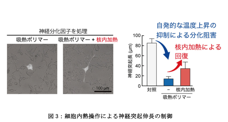 細胞内熱操作の図