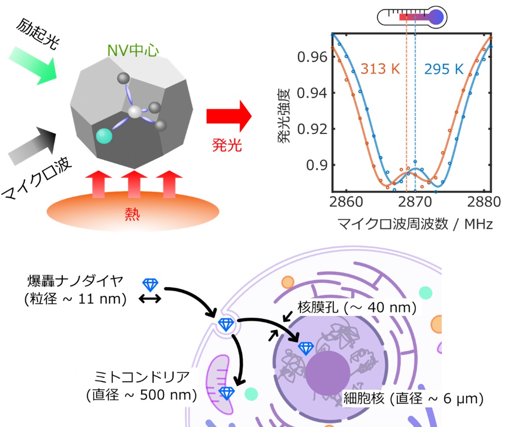 爆轟ナノダイヤと細胞の図