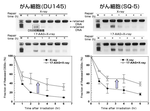 DNA二重鎖切断の検出と20GyのX線照射後6時間の修復度