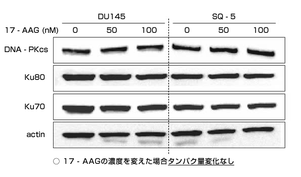 DNA二重鎖切断の修復に関わるタンパク質であるの画像1