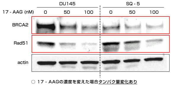 DNA二重鎖切断の修復に関わるタンパク質であるの画像2