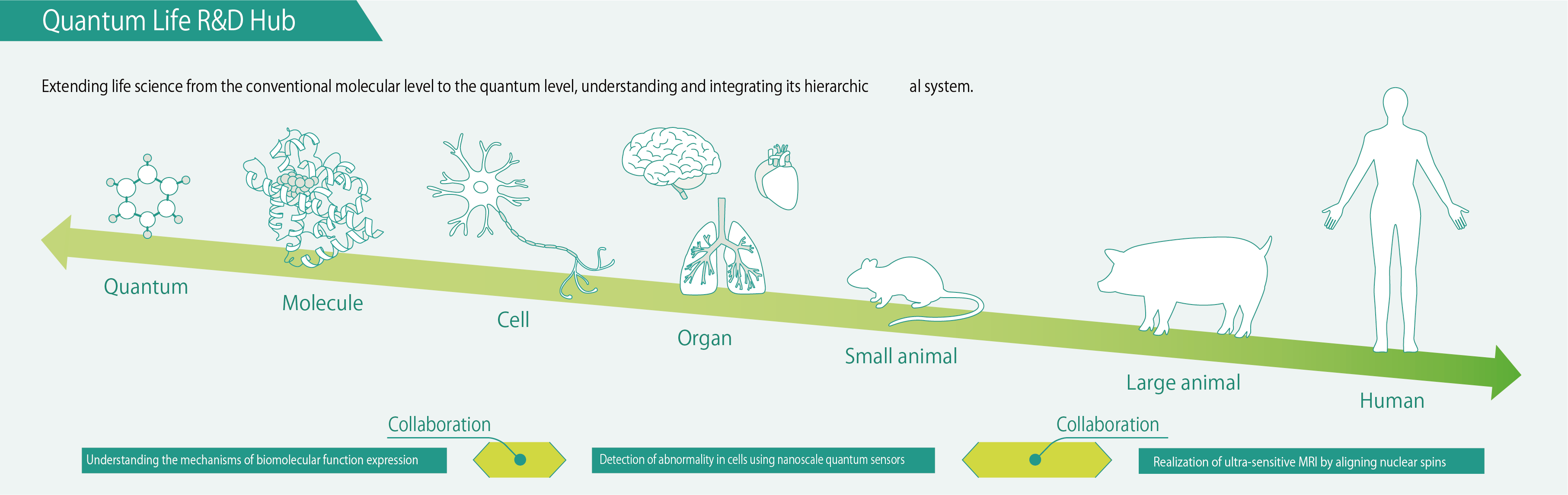 Quantum Life R&D Hub