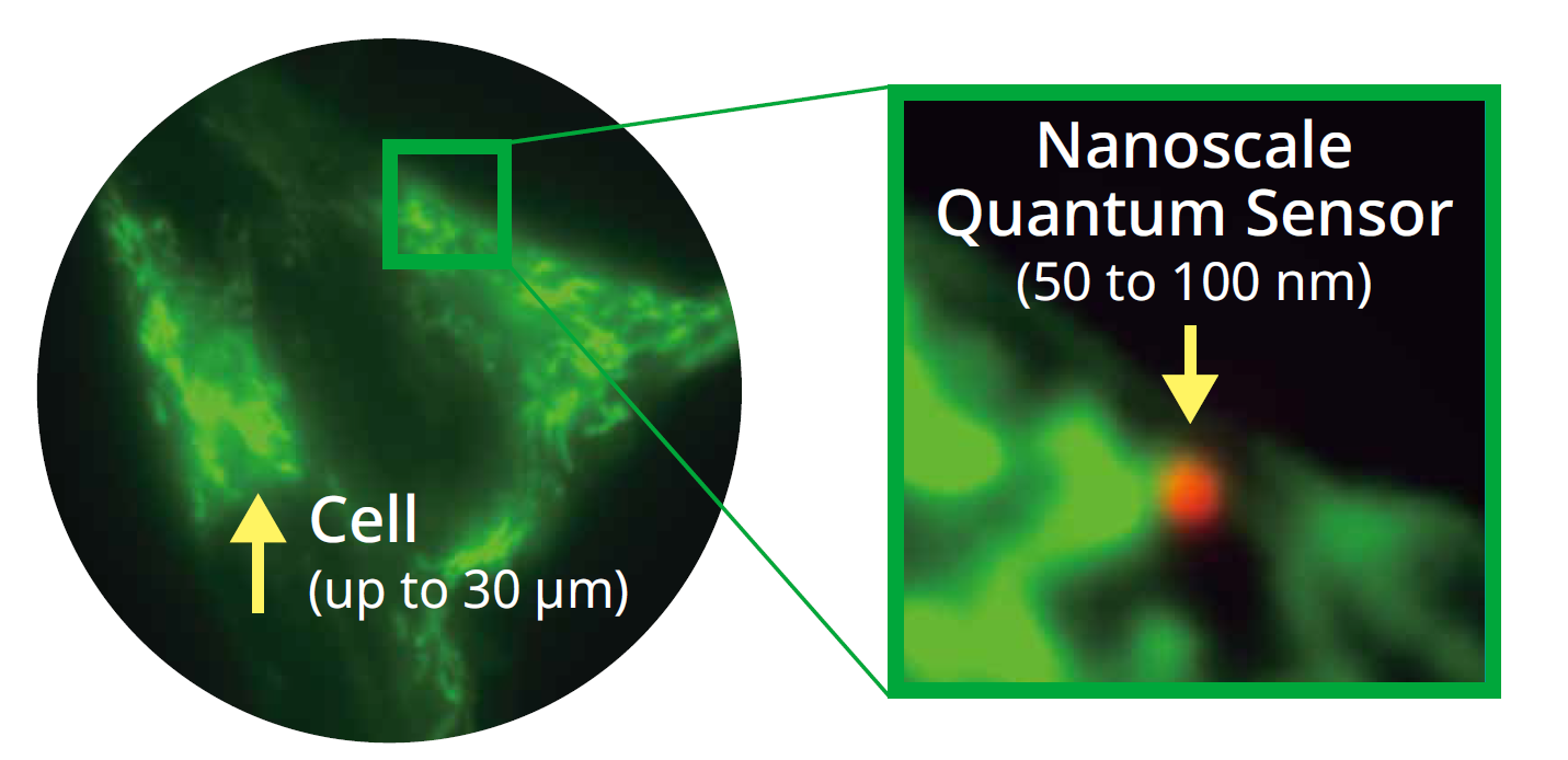 Nanoscale Quantum Biosensors