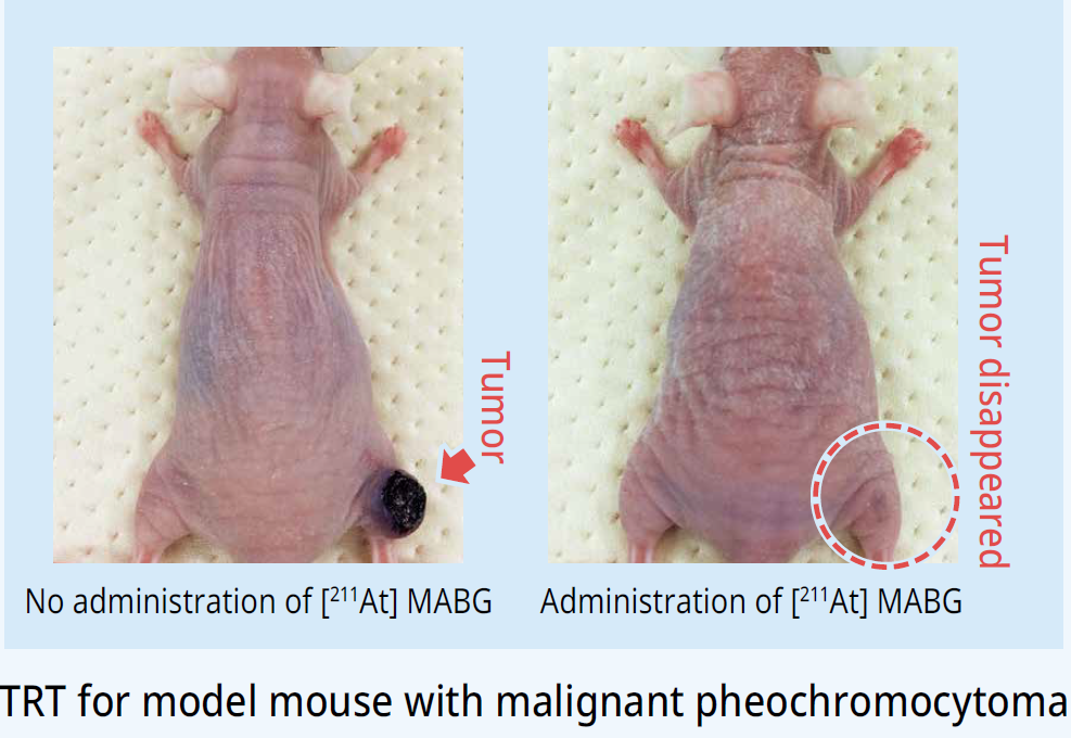 TRT for model mouse with malignant pheochromocytoma