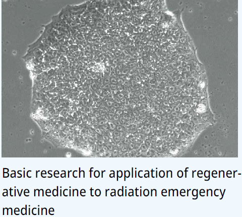 Basic research for application of regenerative medicine