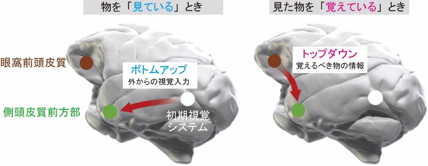 視覚記憶のネットワークメカニズムの概要図