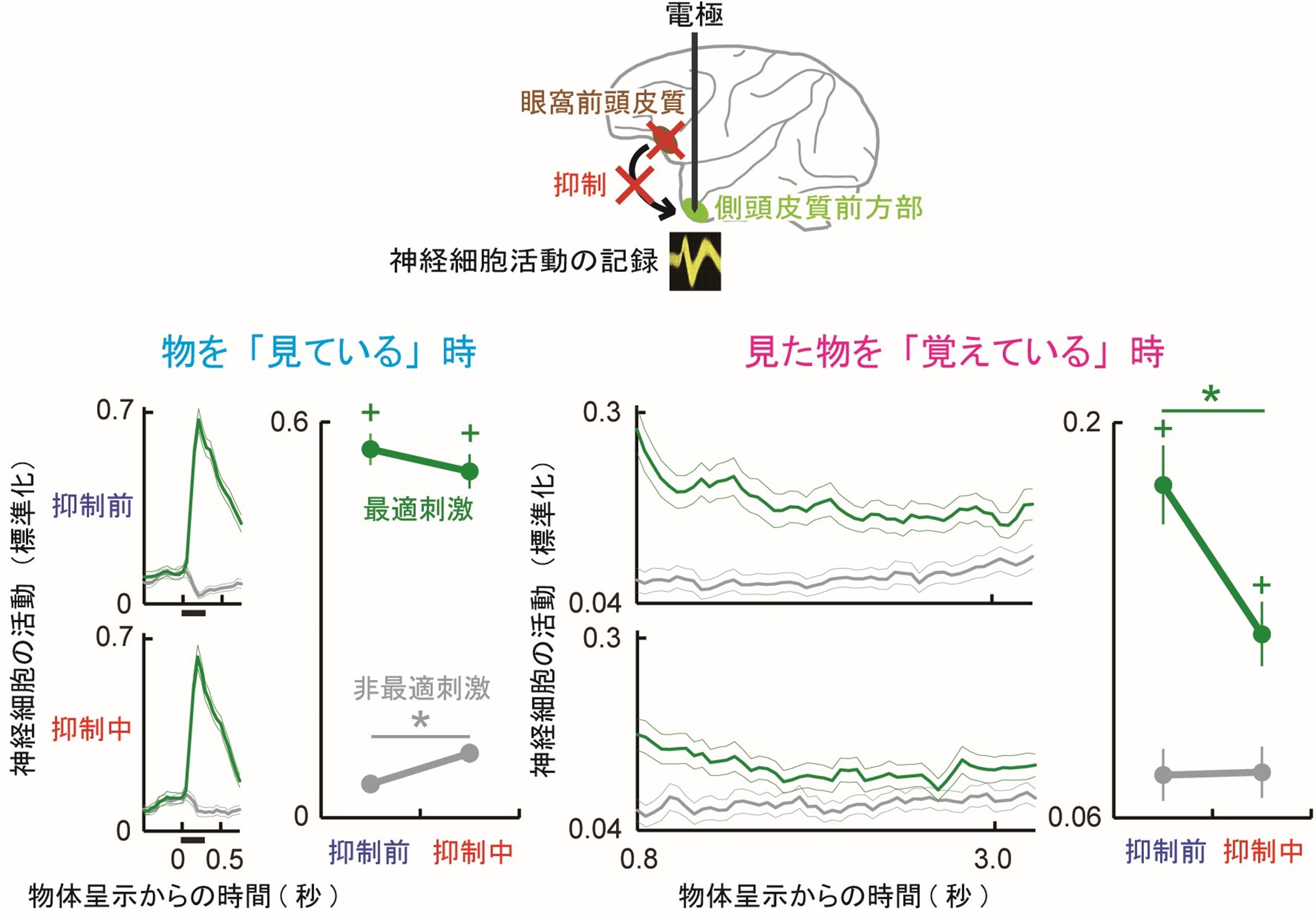 眼窩前頭皮質の抑制による側頭皮質前方部における神経細胞活動の遠隔抑制