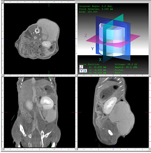 マウスがん造影CT観察例