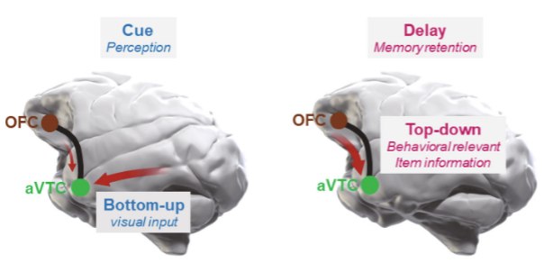 brain-wide network