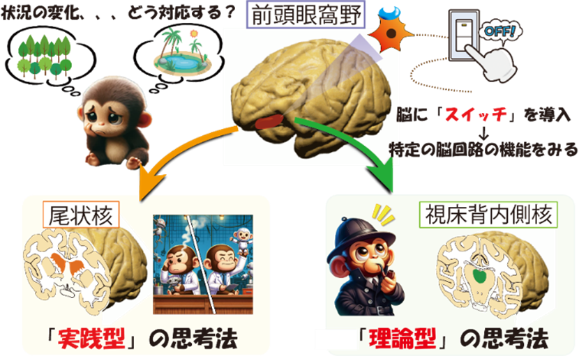 実践派・理論派、根っこは一緒? ～状況の変化に対処する2つの思考回路を霊長類で特定～