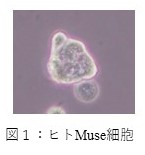 ヒトMuse細胞