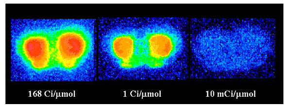 独自の超高比放射能合成技術により脳内ドーパミンD2受容体に新たな超高親和性結合部位を発見