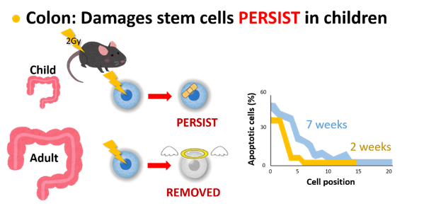 research-en-4