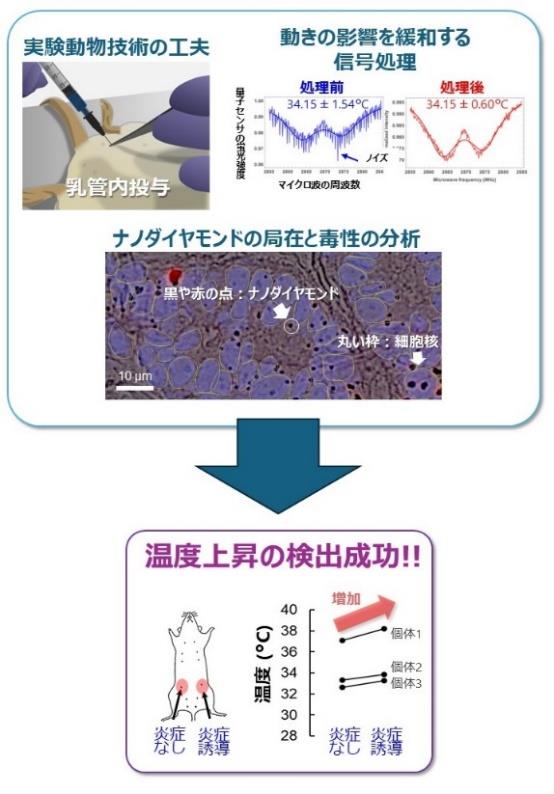 ナノ量子センサによる哺乳類生体内の細胞温度計測に世界で初めて成功～動物モデルを用いたがん研究などの生物・医学研究の革新に期待～