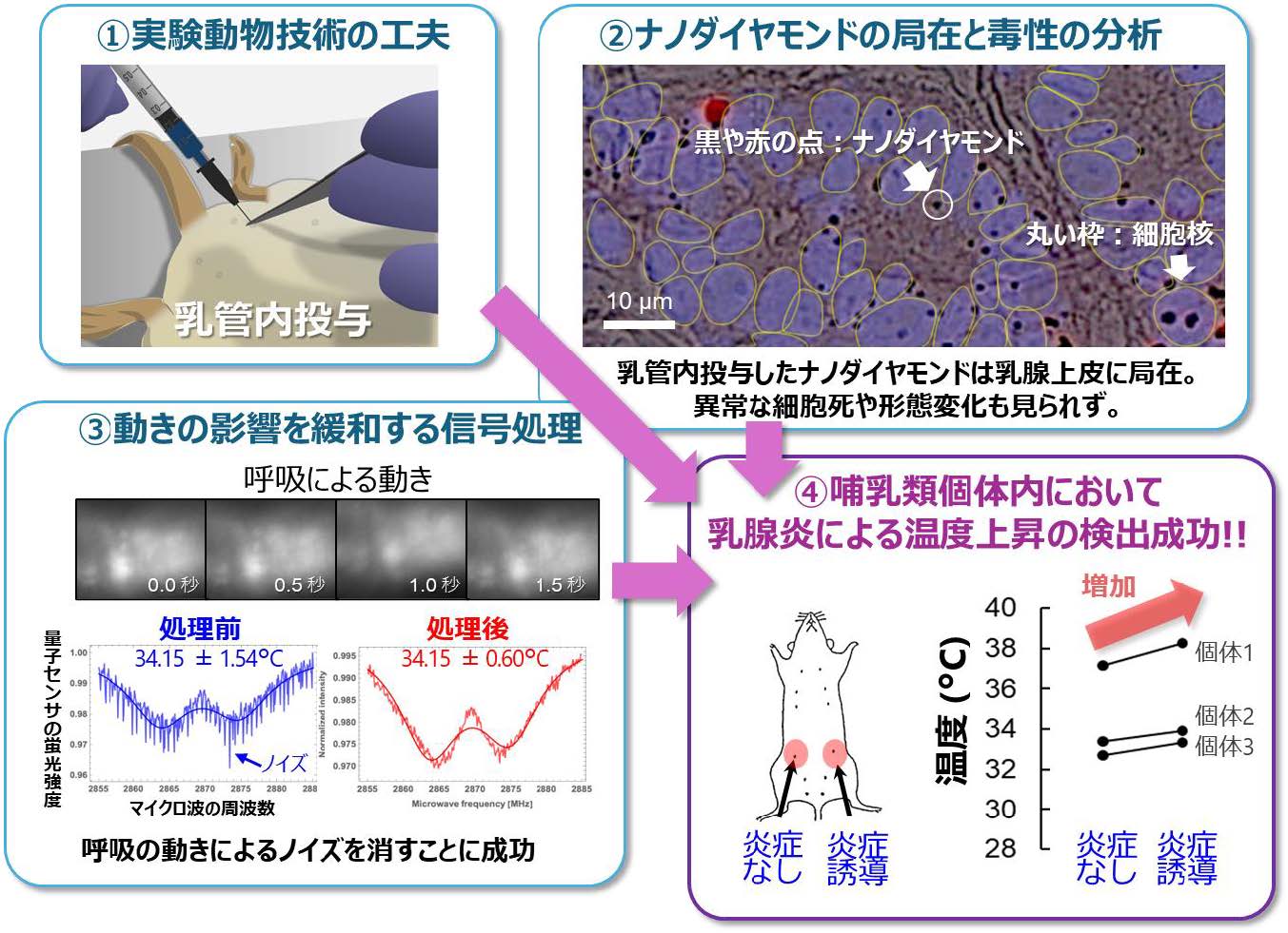 ラットの体内に量子センサを投与し温度計測を行うために行った工夫