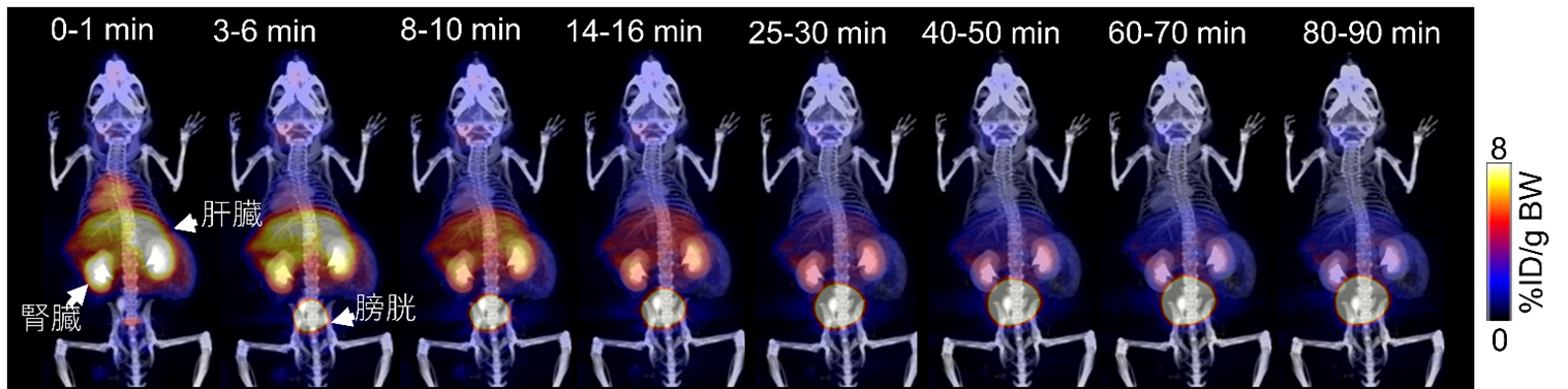 [11C]グルタミン PET/CT　マウス全身画像