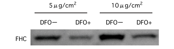 フェリチンH鎖 (FHC) タンパク質の増加における鉄の影響