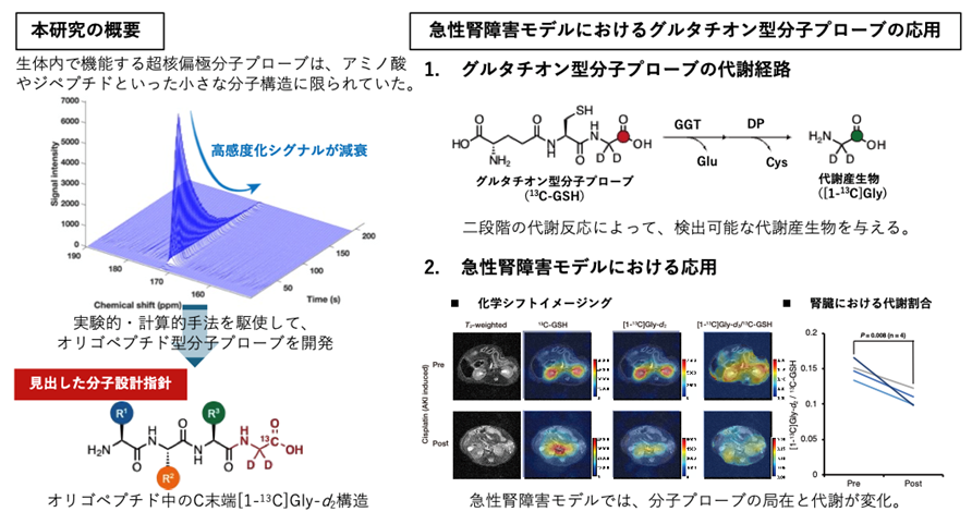 本発表の概要図