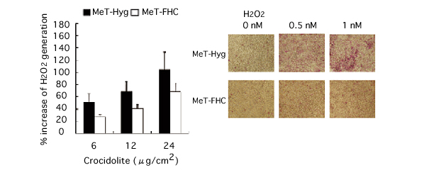 フェリチンH鎖タンパク質過剰発現細胞(MeT-FHC)とヒト中皮細胞コントロール群 (MeT-Hyg) でのアスベスト暴露時の過酸化水素(H2O2) の生成量 (左図) とアポトーシスの変化 (右図)