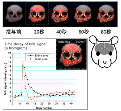 投与された造影抗癌剤がマウスの脳内に移行する様子を示すMR画像