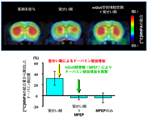 各薬物投与条件によるラット線条体ドーパミン放出の変化