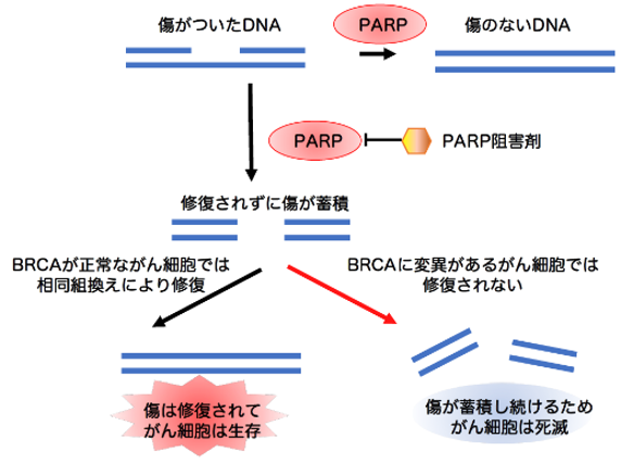 阻害剤で増殖が抑えられる