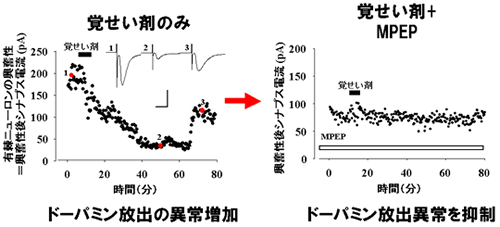 パッチクランプ法によるラット脳スライス電気生理実験