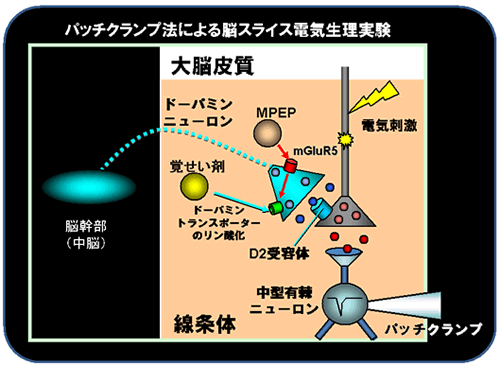 電気生理検査により明らかになった薬剤の作用メカニズム