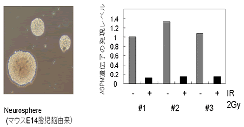被曝したマウス神経幹細胞におけるASPM遺伝子発現の著しい減少結果
