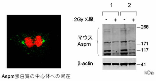 マウスASPM蛋白に対する抗体を用いた実験