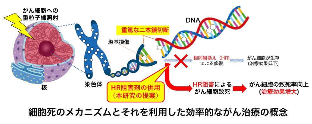 細胞死を引き起こすDNAの重篤な傷の修復方法を特定～効果的な重粒子線がん治療の確立につながる可能性～