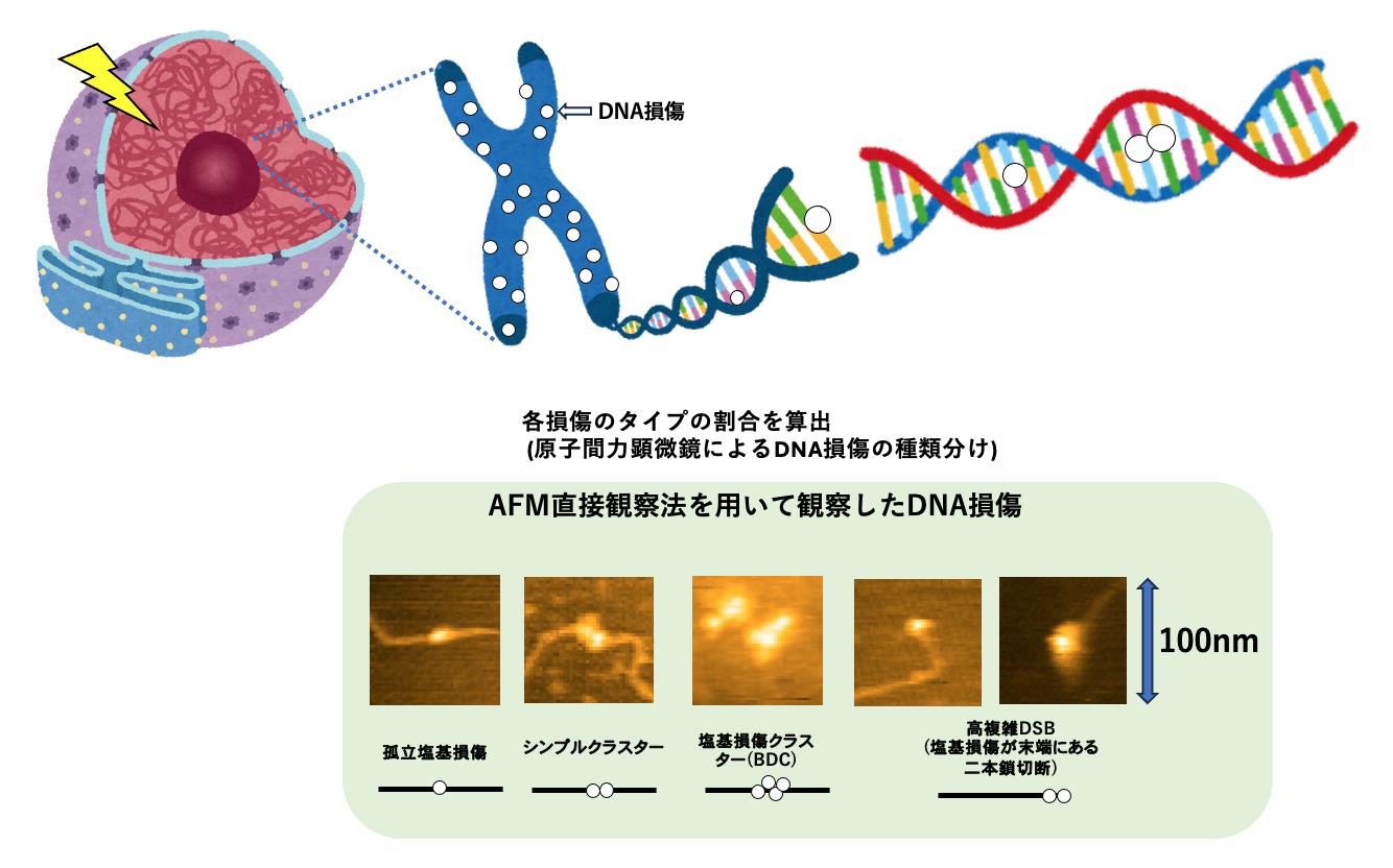 AFM直接観察法を活用したDNA損傷の種類