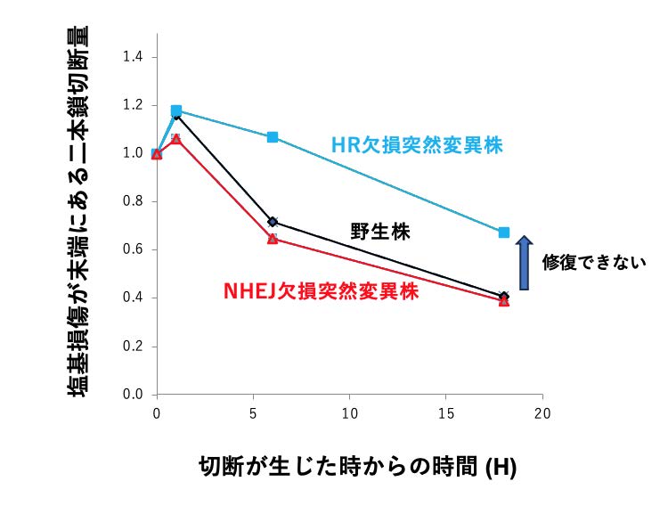 塩基損傷が末端にある高複雑二本鎖切断量の時間経過