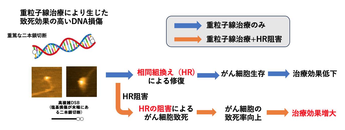 HR修復を阻害する薬剤を併用した重粒子線がん治療の概念図